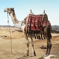 CamelTraderPro